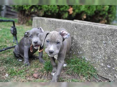 pitbull welpen kaufen baden württemberg